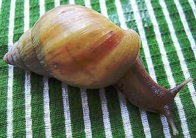 Giant African Snail - Achatina fulica