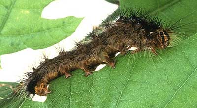 Gypsy Moth - Lymantria dispar