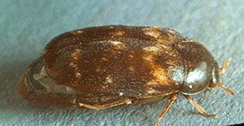 Khapra Beetle - Trogoderma granarium