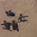 17 rare sea turtles just surfaced on nhon hai beach 135419