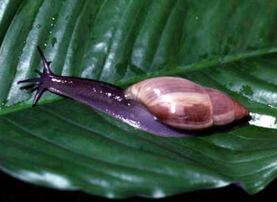 Rosy Wolf Snail - Euglandina rosea