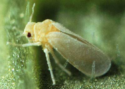 Sweet Potato Whitefly - Bemisia tabaci