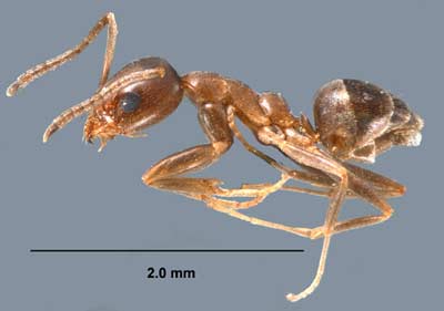 Argentine Ant