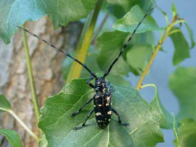 Asian Longhorned Beetle