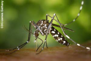 Asian Tiger Mosquito - Aedes albopictus