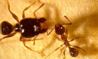 Big-headed Ant - Pheidole megacephala