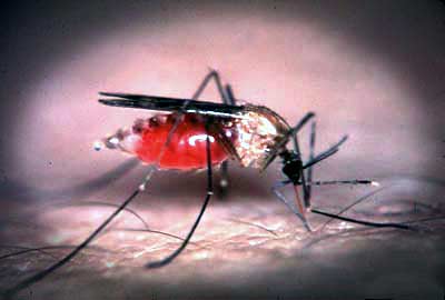 Anopheles Mosquito