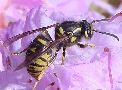 Common Wasp - Vespula vulgaris