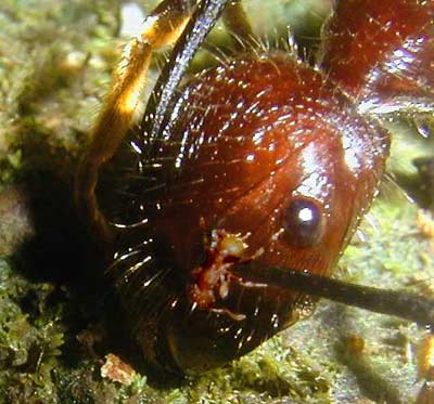 Little Fire Ant - Wasmannia auropunctata