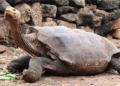 8 types of animals that dont eat but still stay healthy 62786