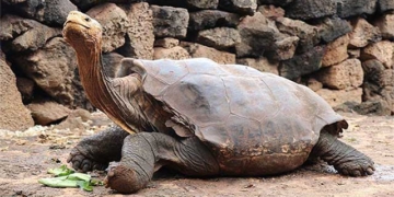 8 types of animals that dont eat but still stay healthy 62786