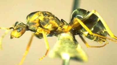 Crazy Ant (Yellow Crazy Ant) - Anoplolepis gracilipes