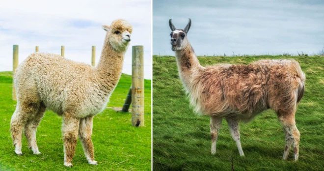 Alpacas and Llamas