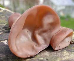 Auricularia