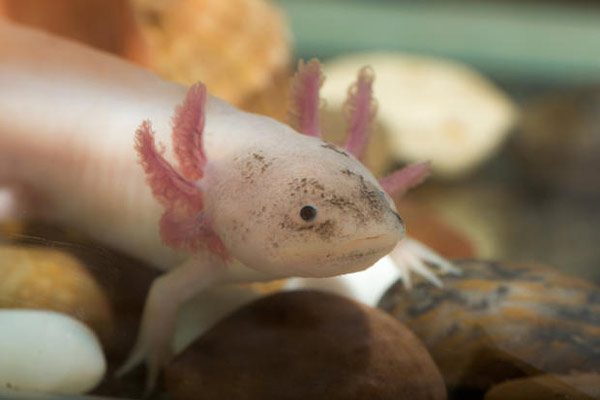Axolotls resemble larvae