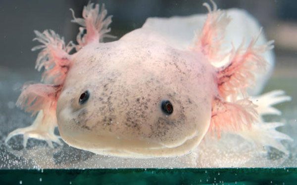 Axolotls can be induced to mature