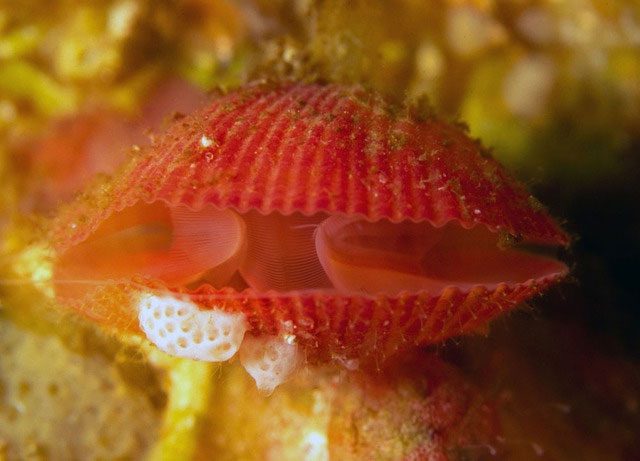 Brachiopod with a pinkish-purple color.