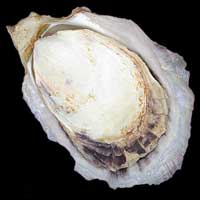 Crassostrea rhizophorae