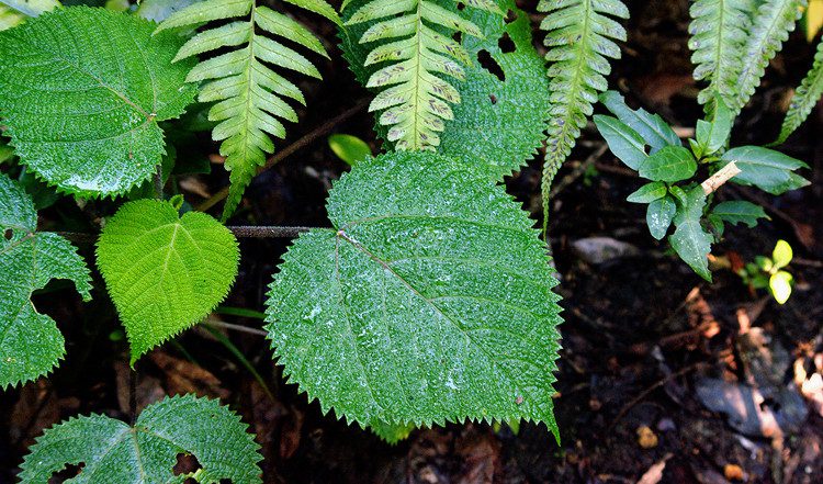 The leaves are heart-shaped, measuring 12-22cm long and 11-18cm wide with serrated edges.