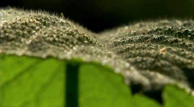 Gympie-gympie can also release its hairs into the environment.