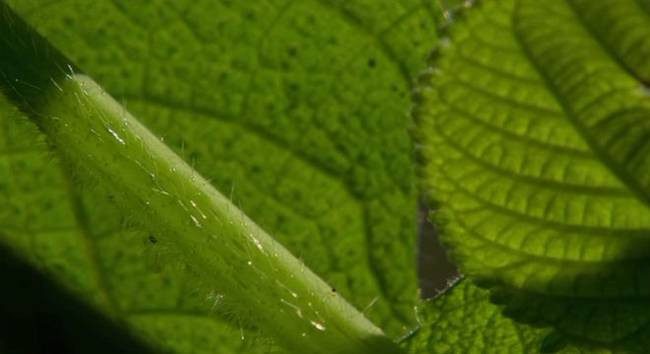 Even the branches are full of "toxic hairs."