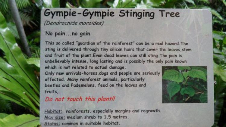 Warning sign about the dangers of the Gympie-gympie plant.