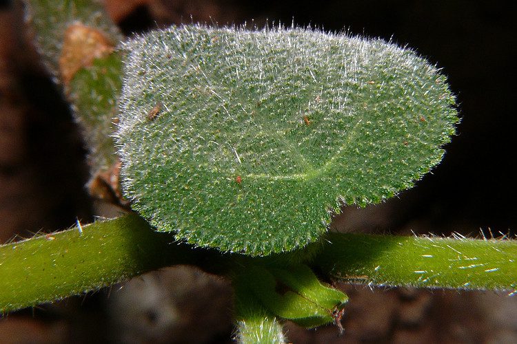 The hairs on the leaves penetrate the body, causing extreme pain.