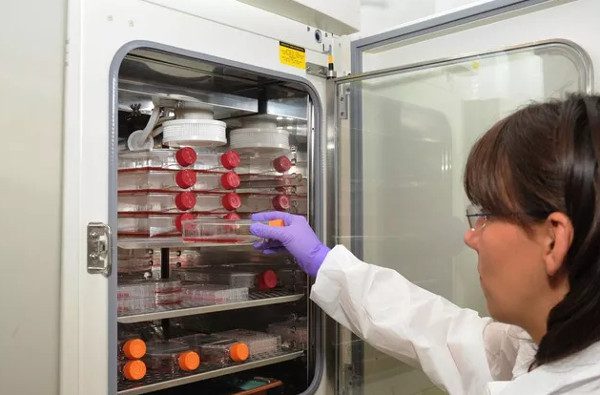 50 million tons of immortal cells derived from one woman