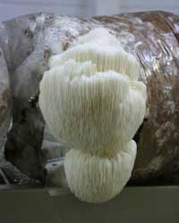 Hericium erinaceus