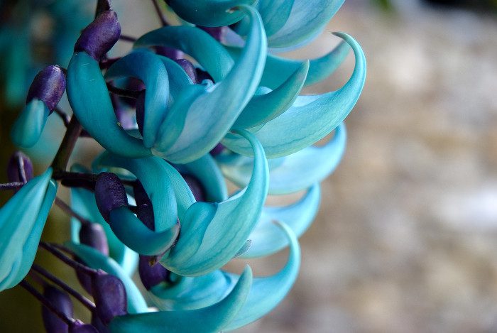 Jade Vine is found in the forests of the Philippines.