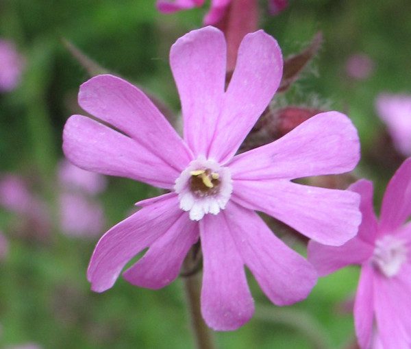 Champion Flower is found only in Gibraltar.