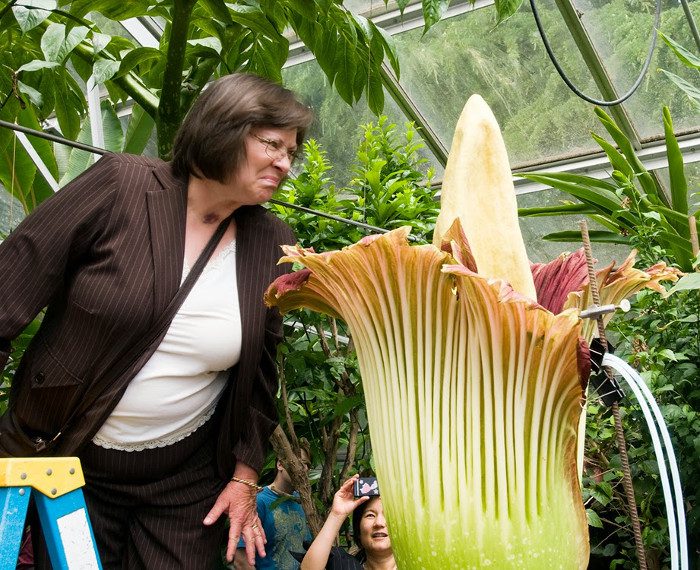 This flower is also known as the corpse flower.