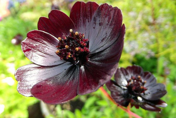 Marigold has a chocolate brown color, with a diameter of 3-4 cm.