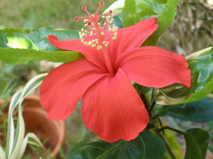 This flower is only found in Hawaii.