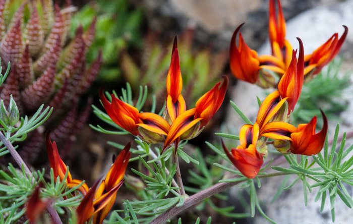 Parrot's Beak has been classified as an extremely rare flower since 1884.