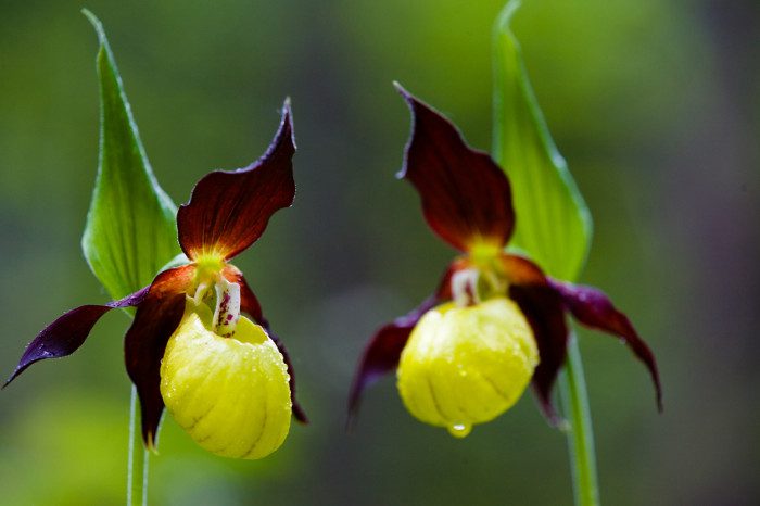 This flower can cost up to 5000 USD.