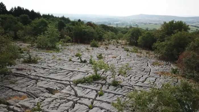 Limestone pavements are known for their rich plant diversity.