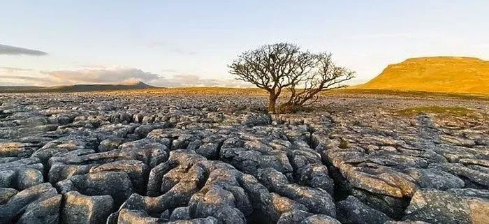 Limestone Pavement consists of limestone areas eroded by glaciers