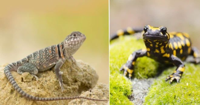 Lizards and Salamanders