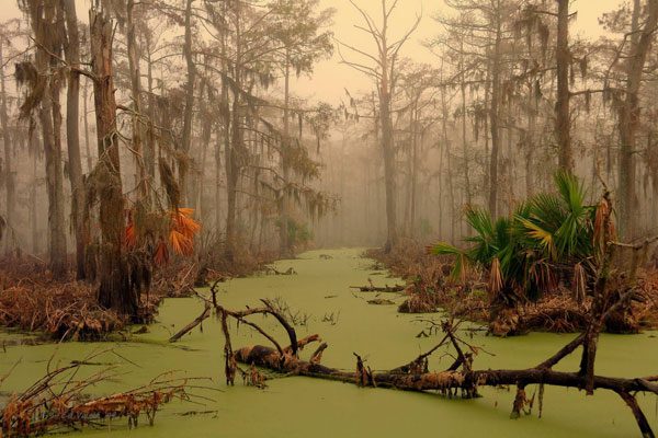 Manchac Swamp