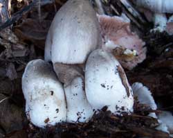 Namromvolvariellavolvacea