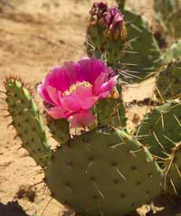 Nopal