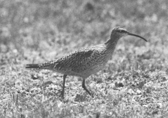 Eskimo Curlew