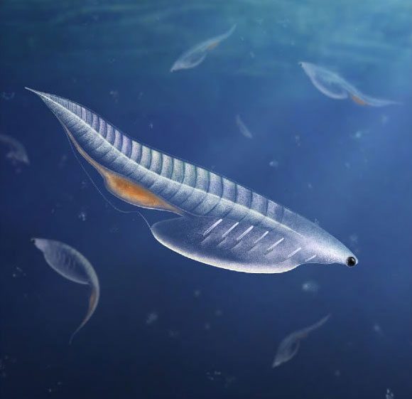 Nuucichthys rhynchocephalus monster