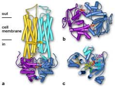 PGlycoproteinModelEdit