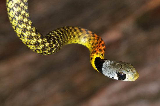 The Rhabdophis subminiatus, also known as the small flower snake, is one of the most vibrant snake species found in Vietnam.