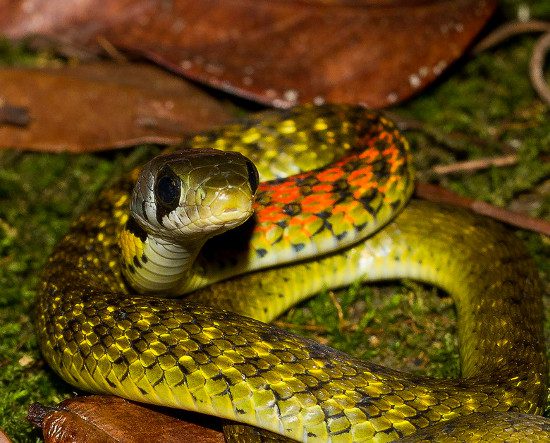 It is estimated that this snake species is still quite abundant in the wild in Vietnam.