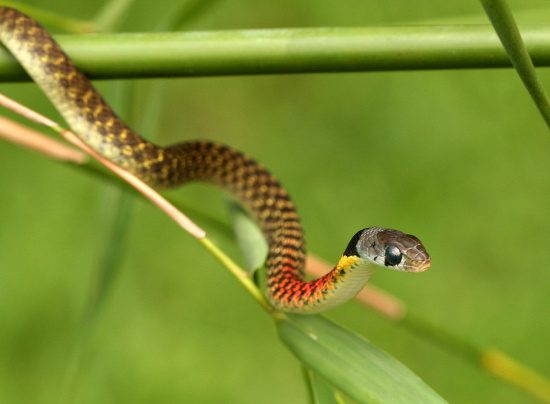 This snake species is widely distributed from North to South Vietnam, inhabiting damp lowlands or mountainous areas.