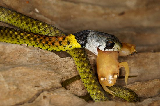 The small flower snake's favorite prey includes amphibians and other small animals found in the forest.