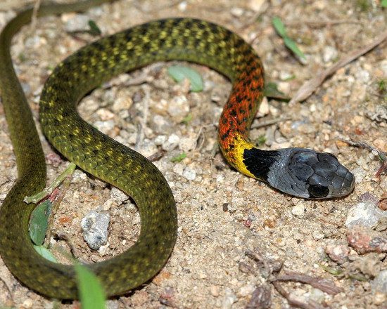 This is a venomous snake with unpredictable behavior.